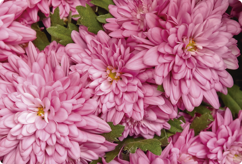 Floral rug in pink floral spring design - TenStickers