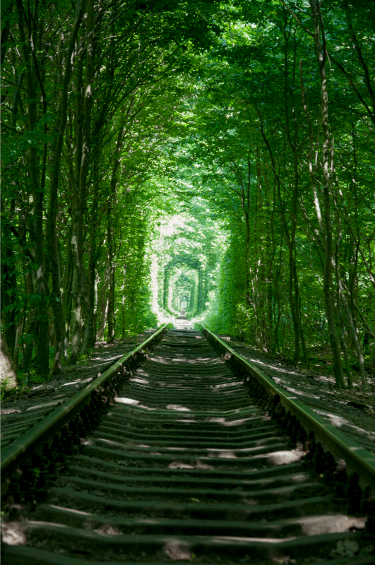 Floral rug with pathways and trees - TenStickers