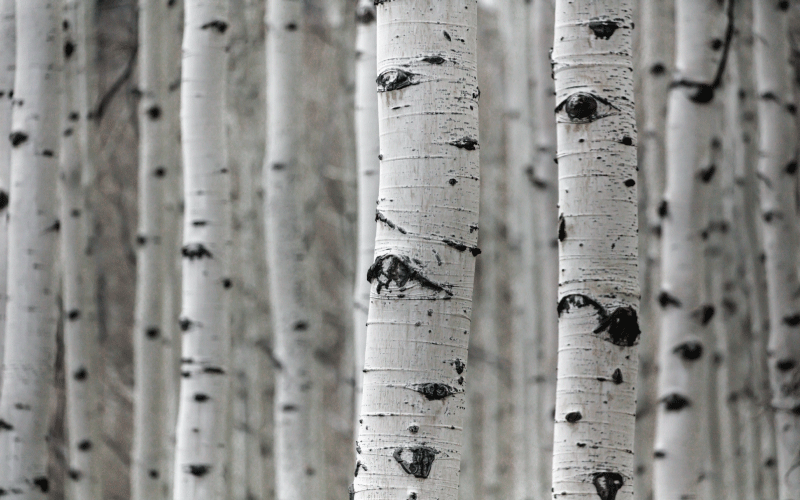 Nature rug birch forest landscape - TenStickers