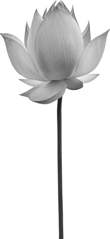 Bedroom carpet lotus solitary bloom - TenStickers
