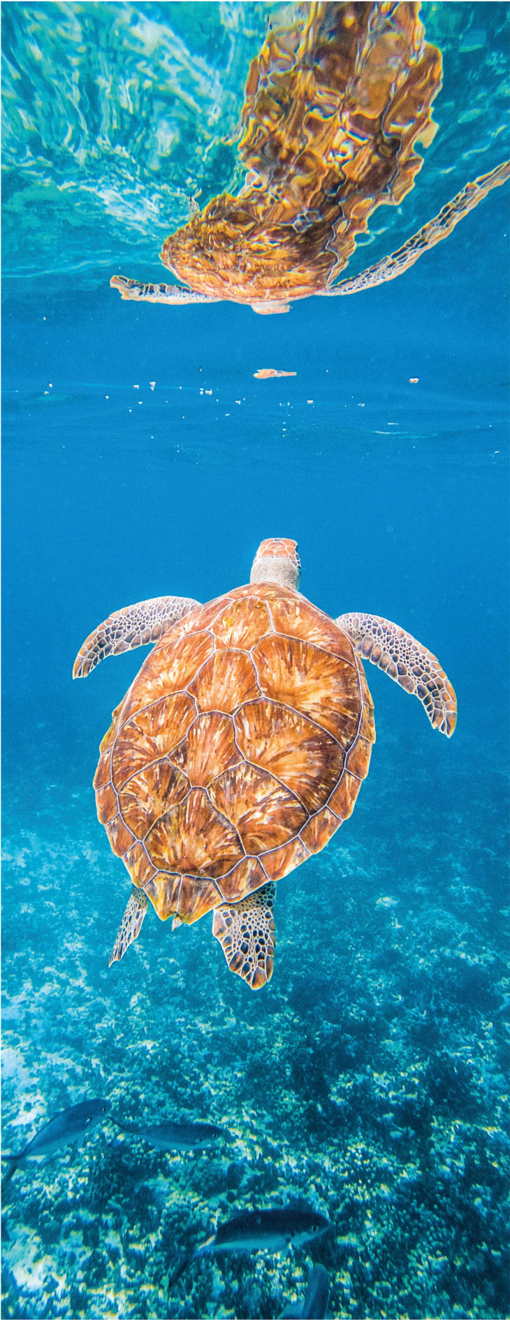 Beautiful turtle underwater bathroom mat - TenStickers