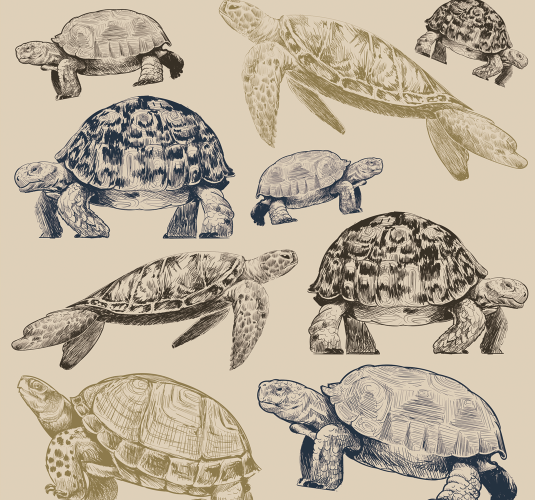 Turtles beige background animal mat - TenStickers