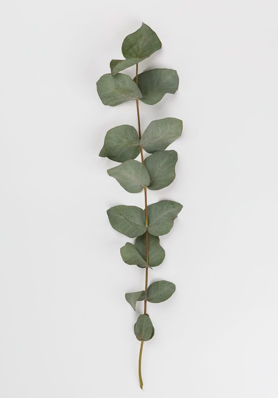 Floral rug with eucalyptus leaves design - TenStickers