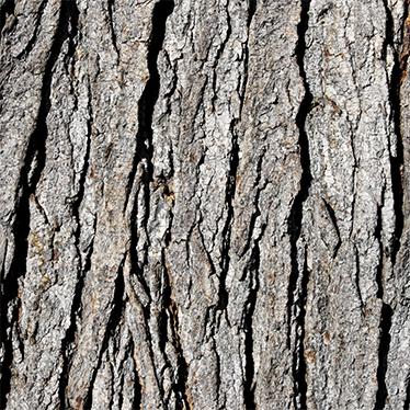 Texture rug with realistic tree trunk pattern - TenStickers