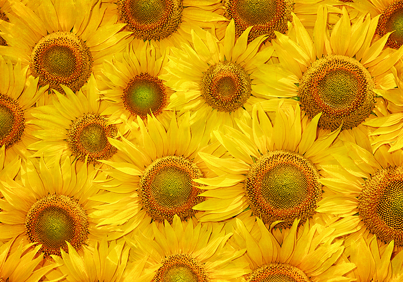 Yellow rug with sunflowers design - TenStickers
