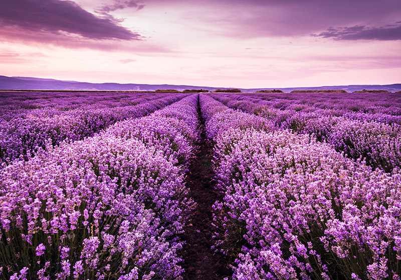 Purple rug lavender flowers in provence - TenStickers