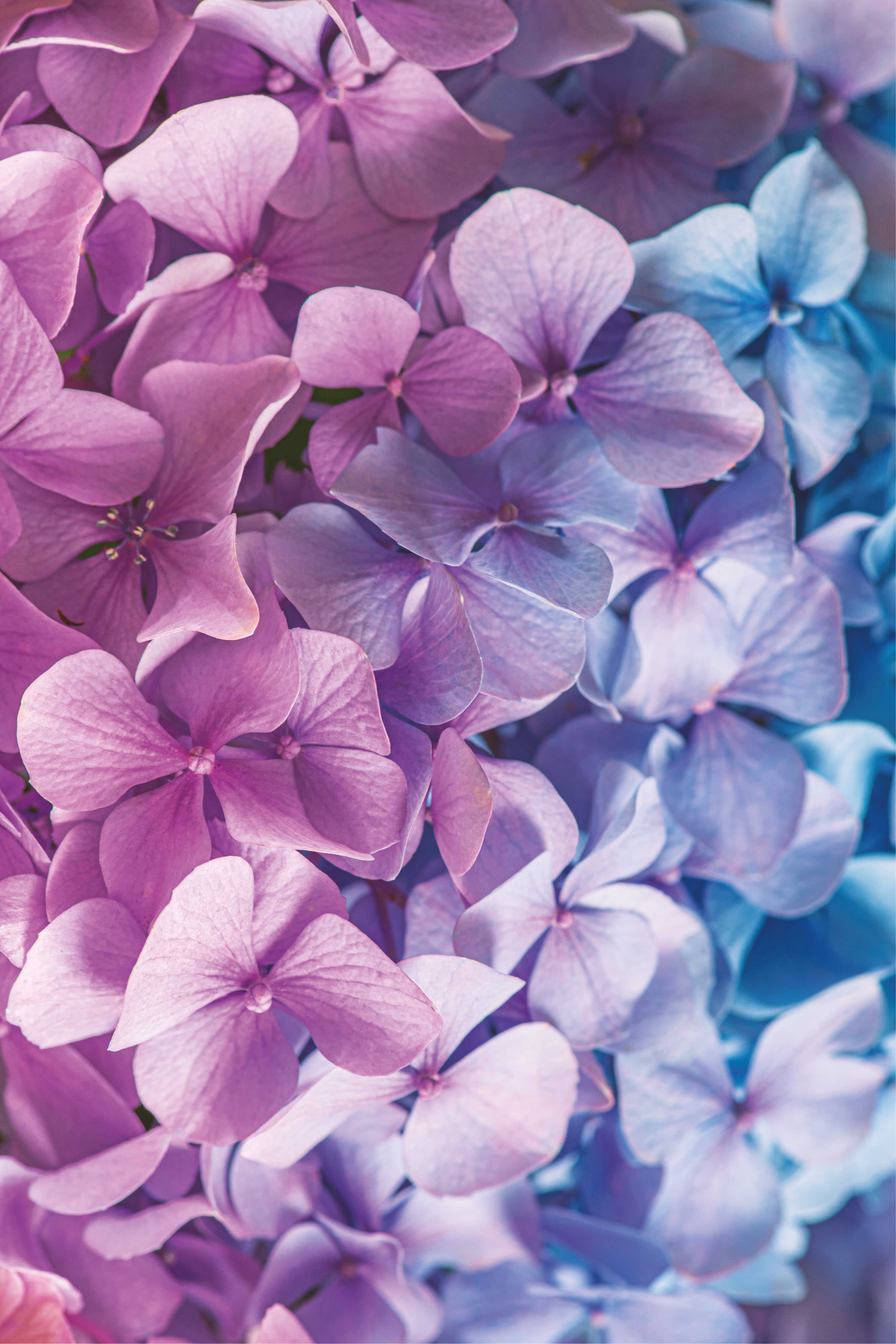 Purple rug with various hydrangea flowers - TenStickers