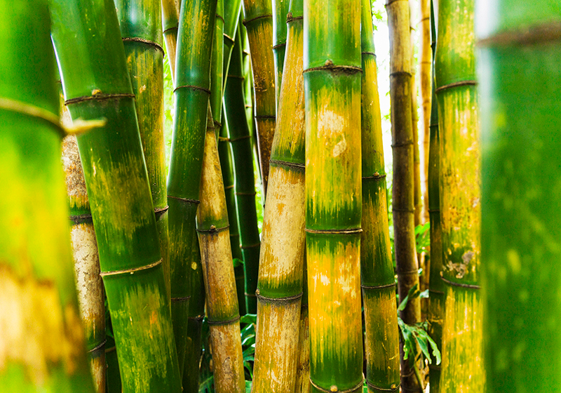 Green rug bamboo forest design - TenStickers
