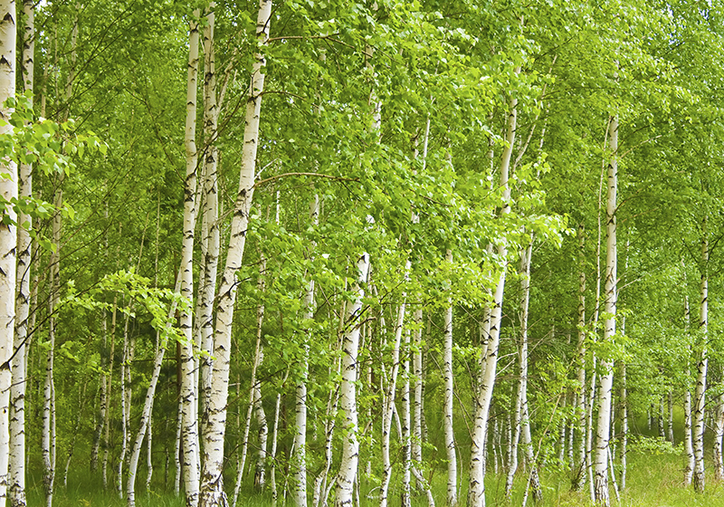 Green rug birch tree design - TenStickers