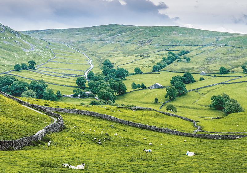 Green rug inspired by the english countryside - TenStickers