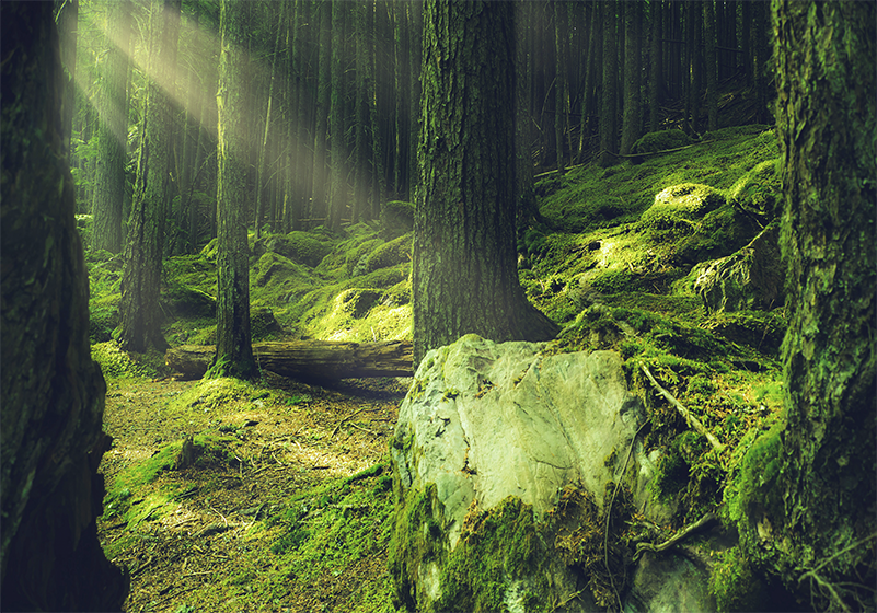 Green rug inspired by mossy forest rocks - TenStickers
