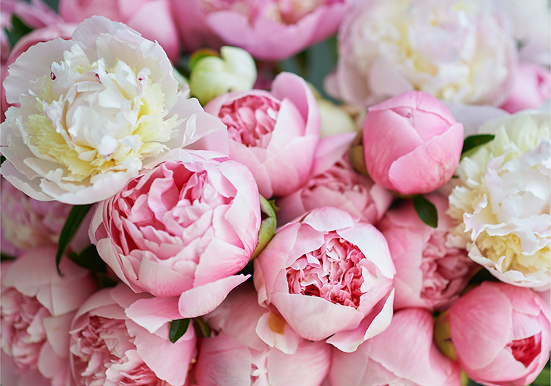 Pink rug bouquet of pink roses - TenStickers