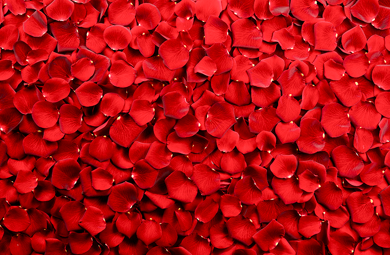 Red Petal Array floral rug - TenStickers