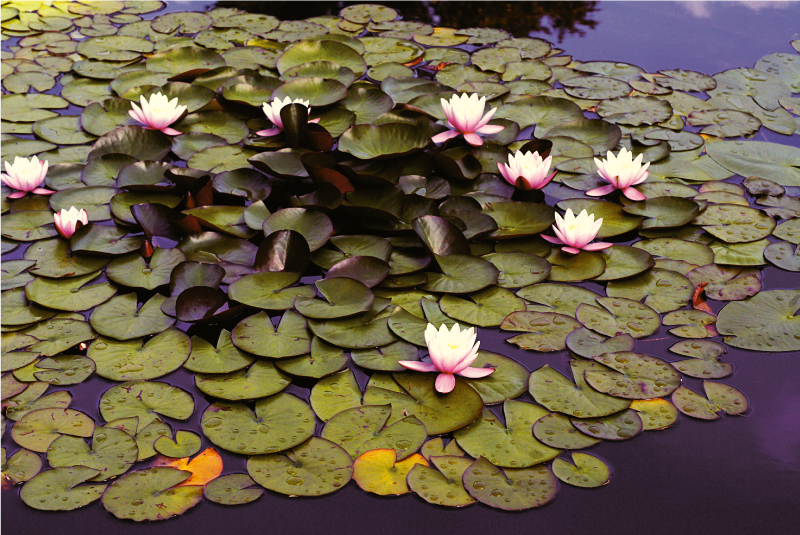 Lily Pond Beauty floral rug - TenStickers