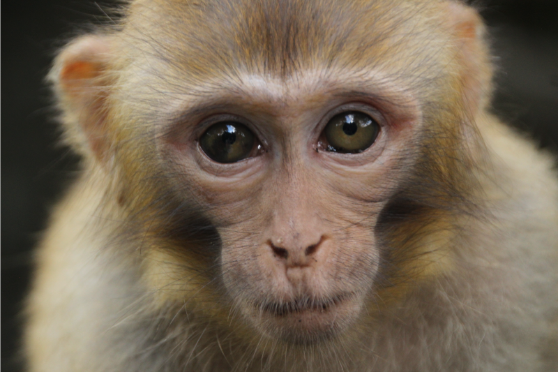 Realistic Monkey animal rug - TenStickers