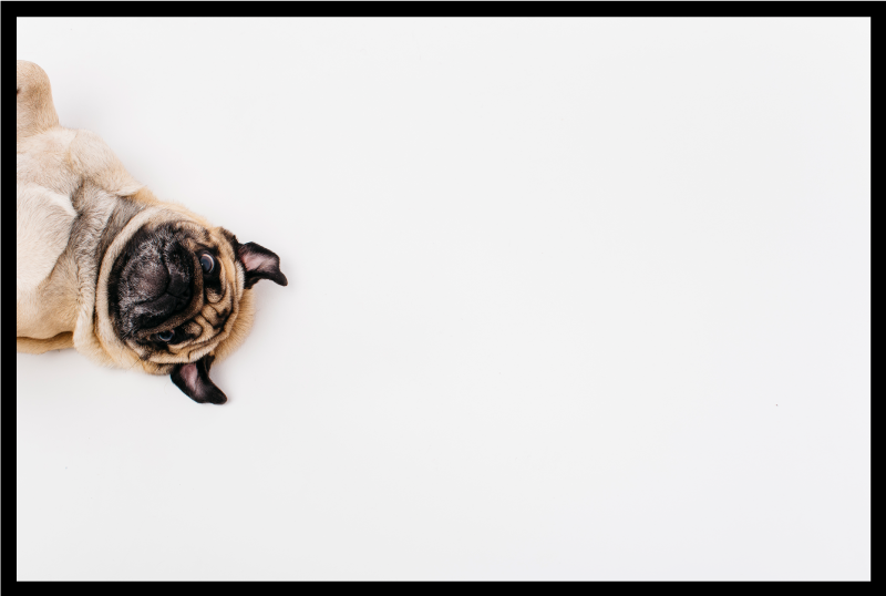 Realistic Pug cute animal rug - TenStickers