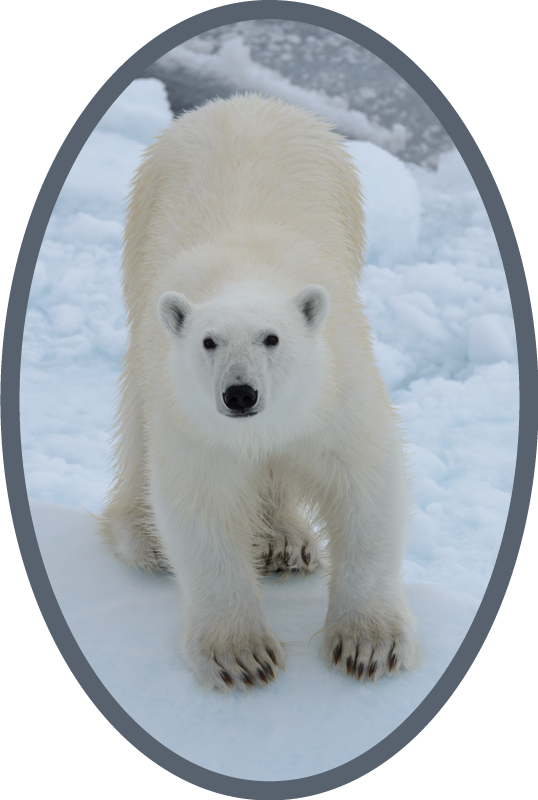 Polar bear image animal mat - TenStickers