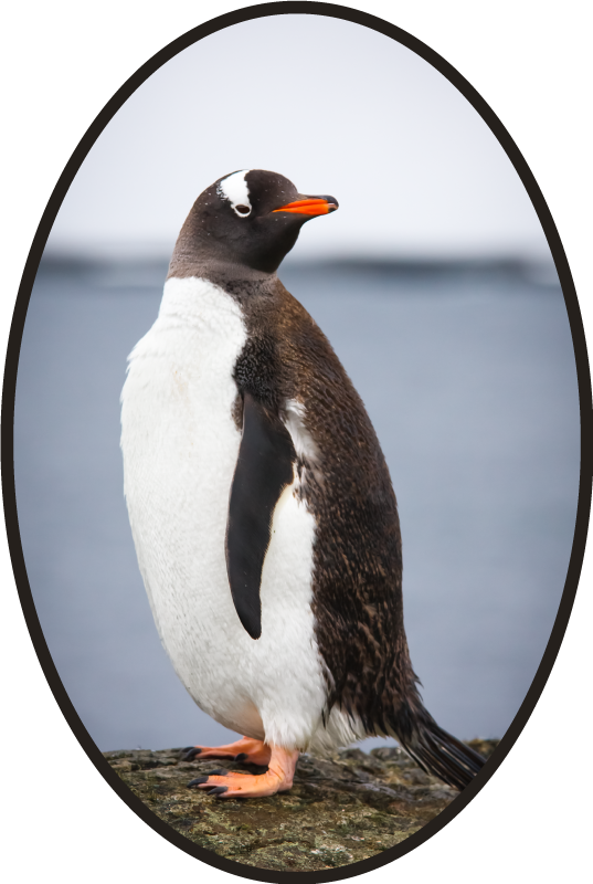 Penguin Stance animal mat - TenStickers