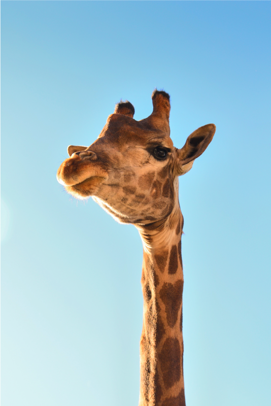 Giraffe headshot animal mat - TenStickers