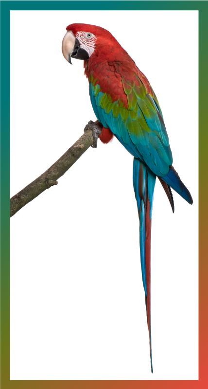 Parrot profile animal rug - TenStickers