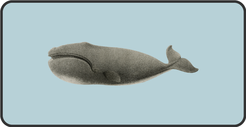 Whale silhouette design animal mat - TenStickers