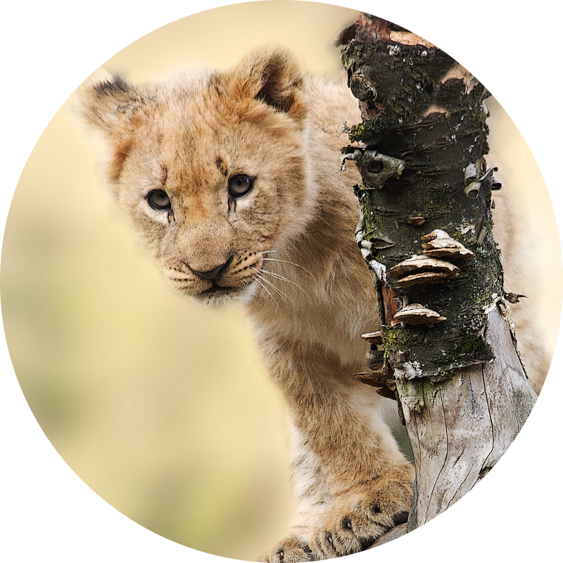 Curious Lion Cub animal print rug - TenStickers