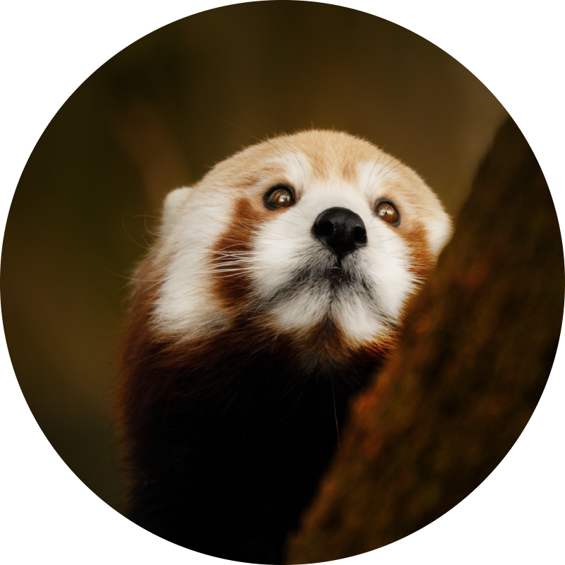 Red fox portrait animal mat - TenStickers