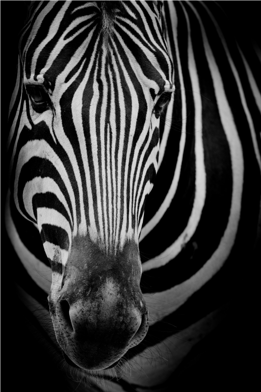 Zebra face animal print vinyl rug - TenStickers