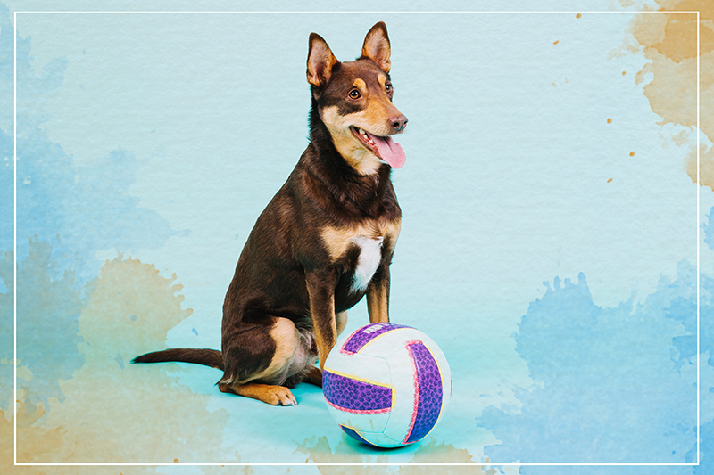 Playful Canine Companion animal mat - TenStickers