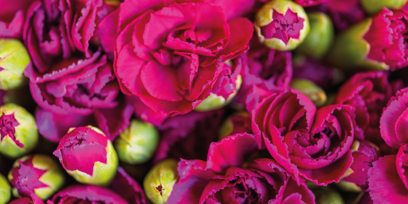 Lively Botanical Blossoms floral rug - TenStickers