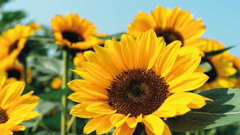 Bright sunflower design floral rug - TenStickers