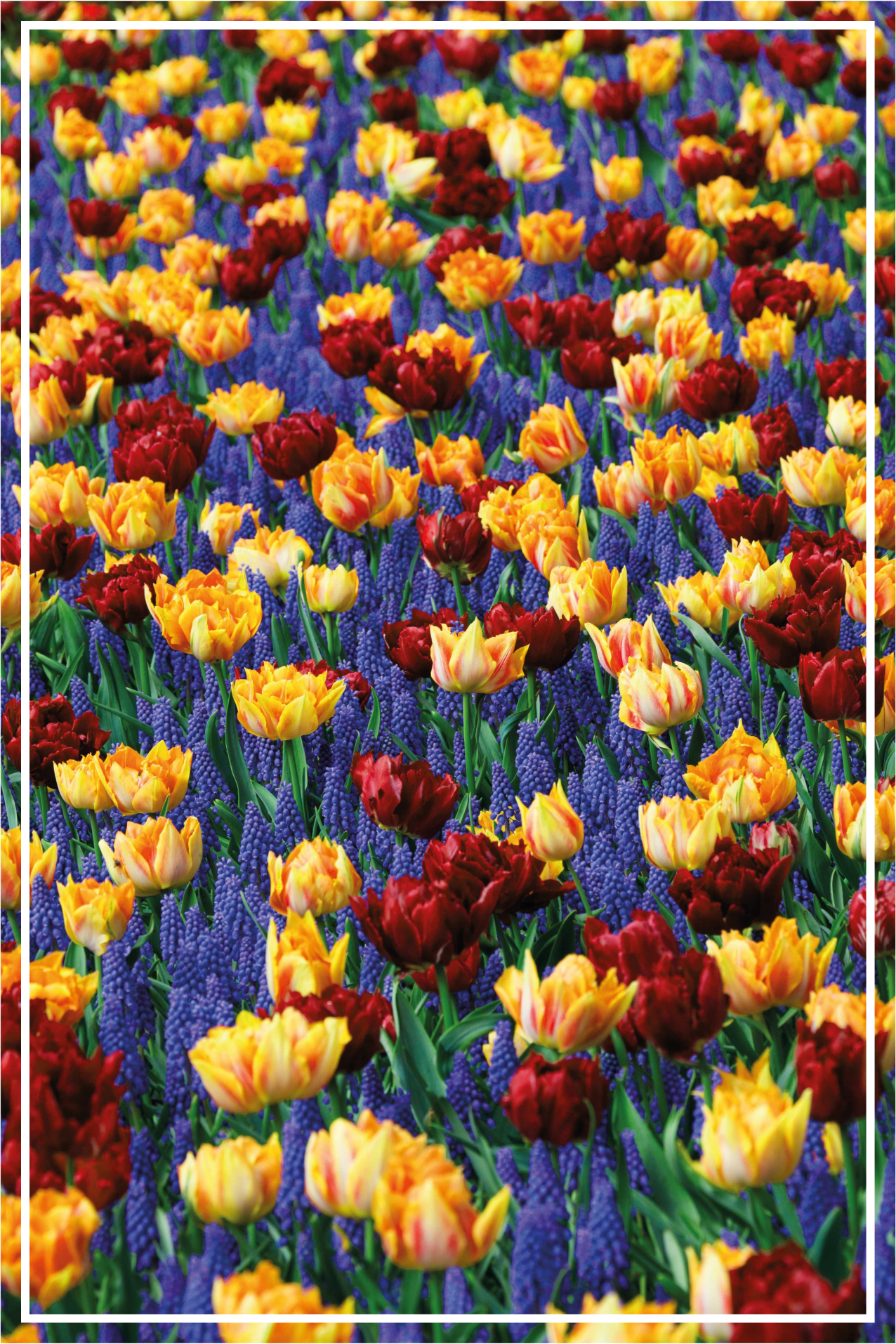 Floral rug in tulip garden design - TenStickers