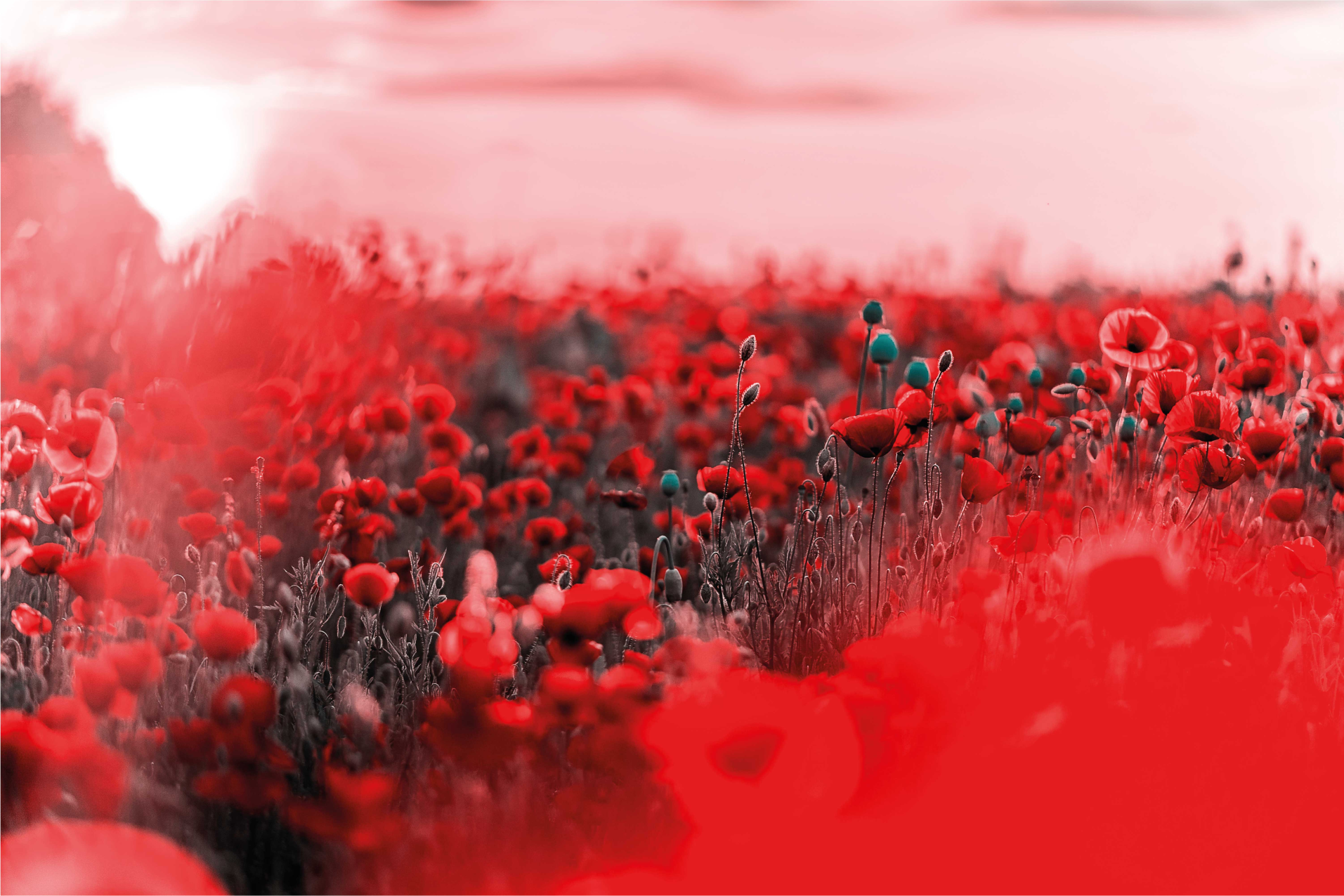 Crimson Bloom Landscape floral rug - TenStickers