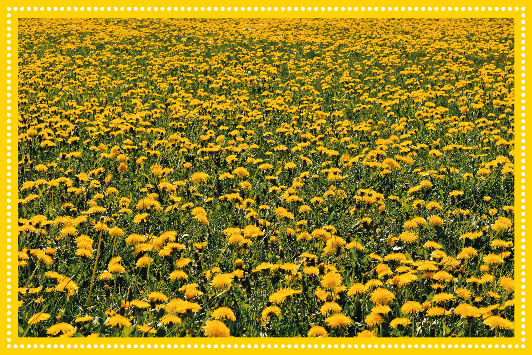 Sunflower field floral rug - TenStickers