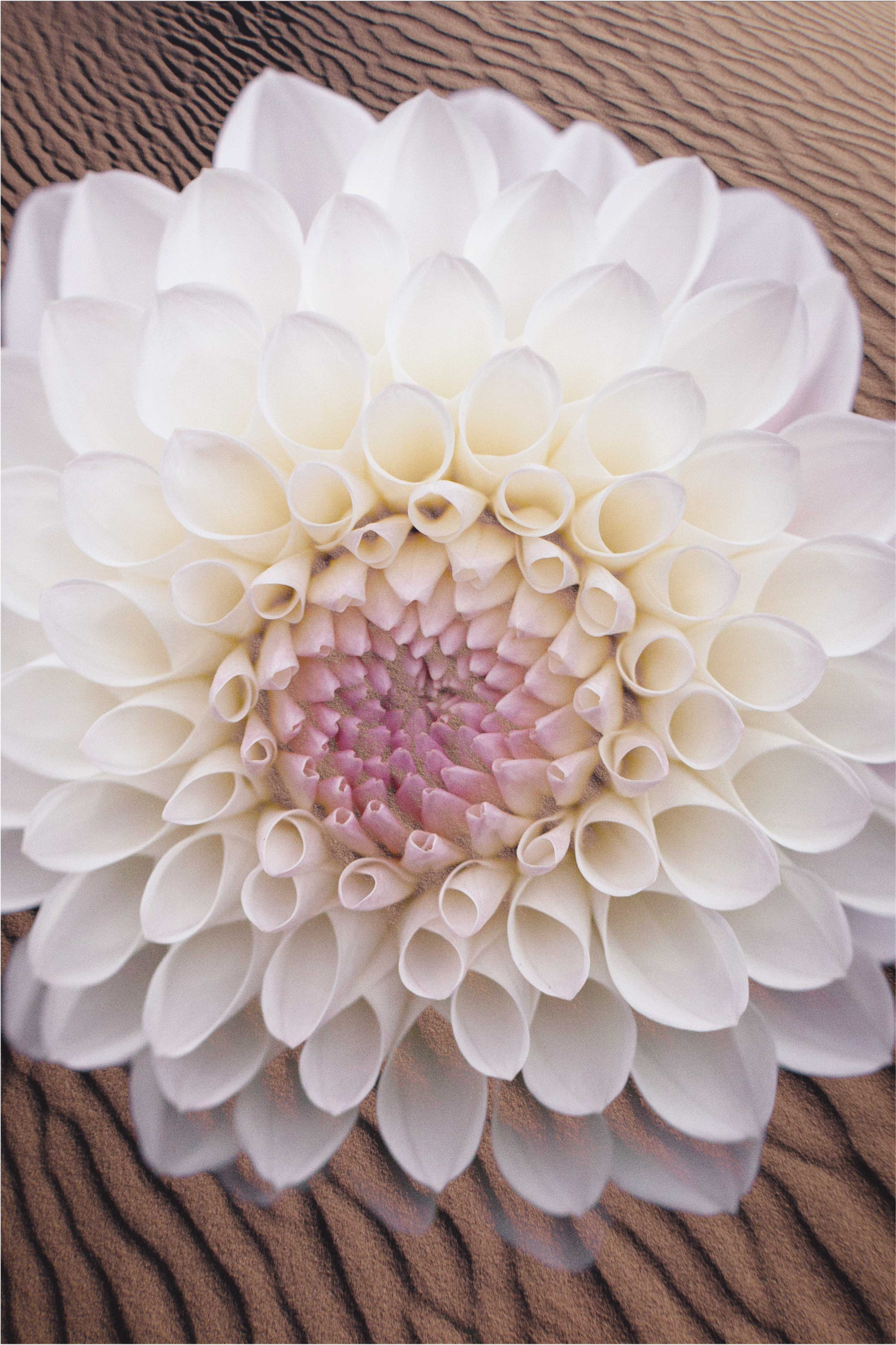 Graceful Bloom Composition floral rug - TenStickers