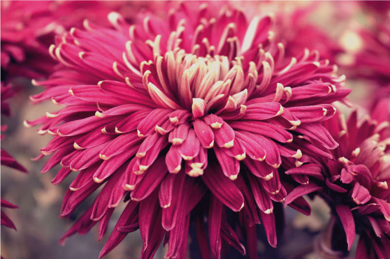 Realistic chrysanthemum floral rug - TenStickers