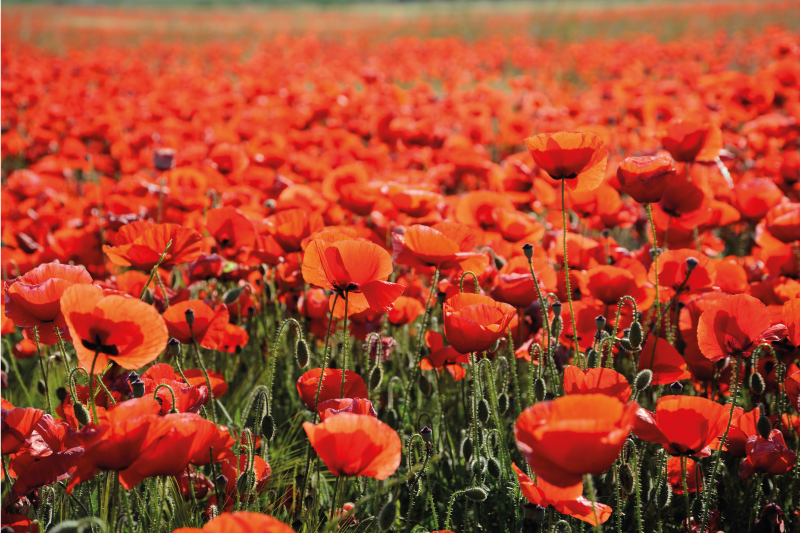 Vibrant Red Poppies floral rug - TenStickers
