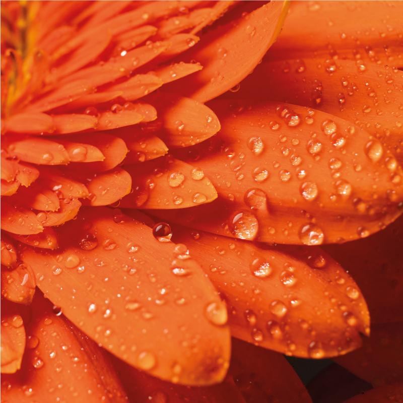 Bright orange petals floral rug - TenStickers