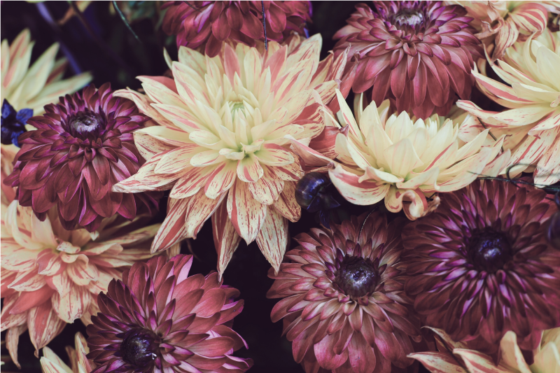 Blooming Dahlia Display floral rug - TenStickers