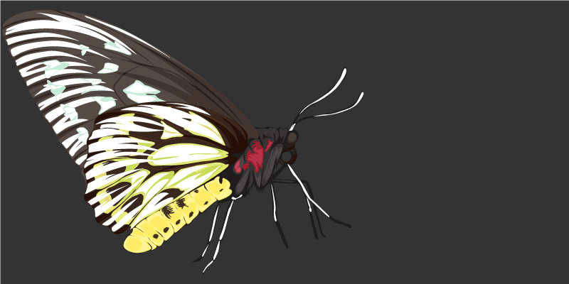 Butterfly Imagery nature rug - TenStickers
