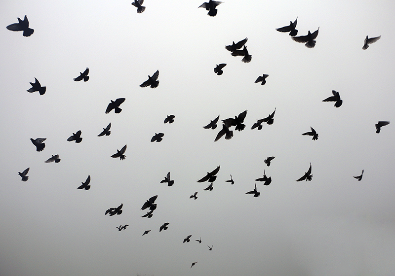 Flying Birds Pattern kids rug - TenStickers