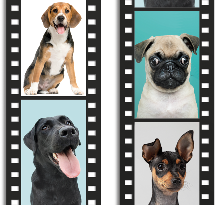 Canine Filmstrip dogs wallpaper - TenStickers